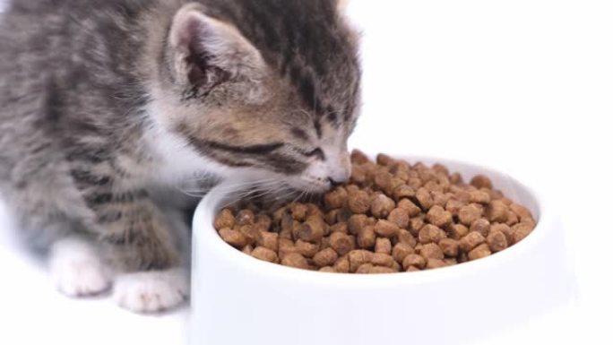 4k特写条纹小猫为小猫吃新鲜的干猫粮。白色背景上的小猫食品广告