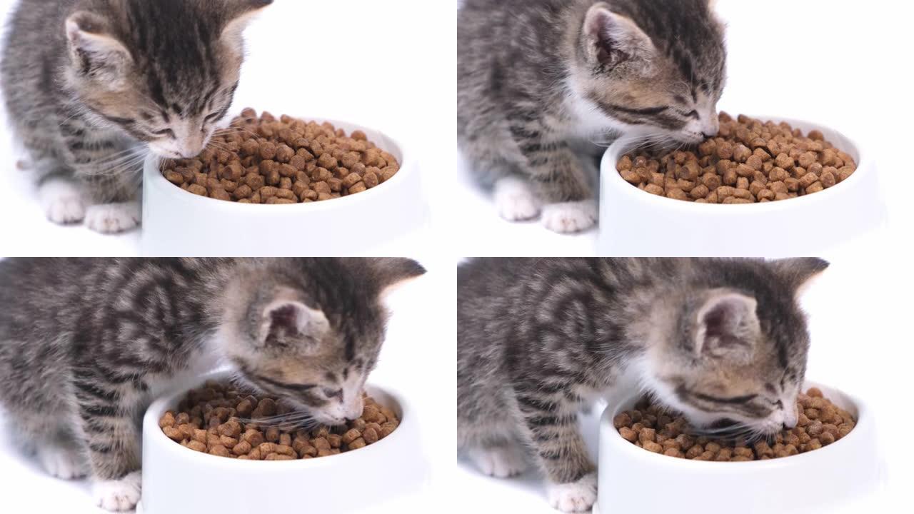 4k特写条纹小猫为小猫吃新鲜的干猫粮。白色背景上的小猫食品广告