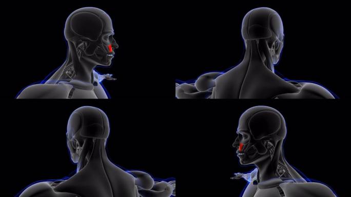 提上睑肌解剖医学概念环可3D插图