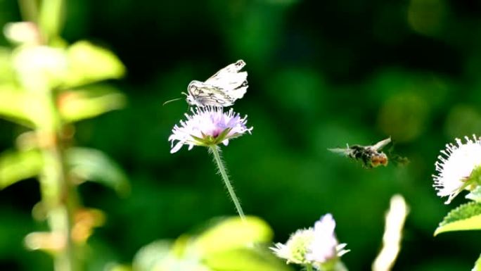 蝴蝶和大黄蜂在夏风中开花