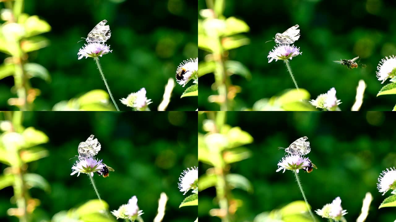 蝴蝶和大黄蜂在夏风中开花