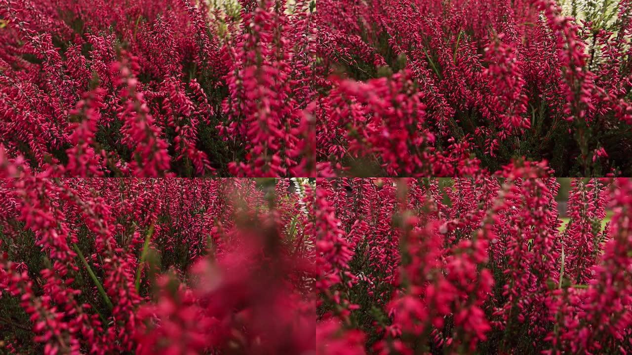 鲜艳多彩的盛开的石南，寻常的Calluna。天然紫罗兰、粉色、红色、白色石南花。