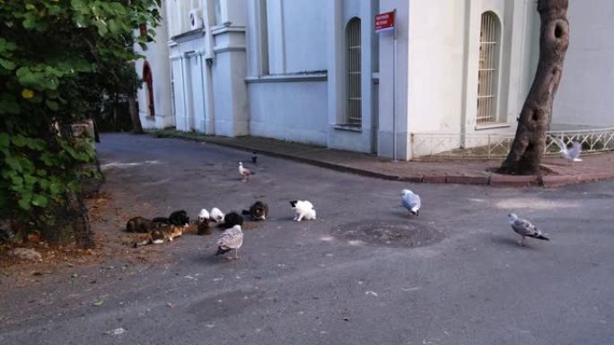 流浪猫和海鸥在街上共享猫食