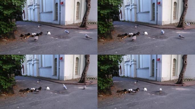 流浪猫和海鸥在街上共享猫食
