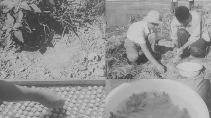 60年代 人工繁殖水龟