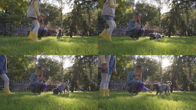 可爱的小女孩扔橡皮球玩具，在公园和灰色贵宾犬玩捡球