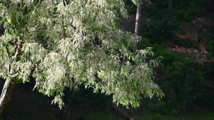 白花特写展示花树一束花