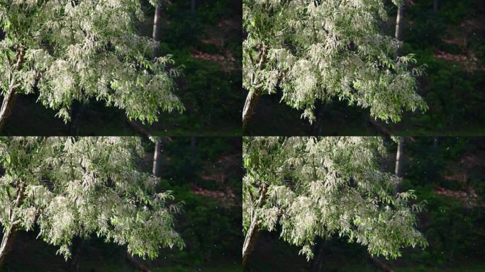 白花特写展示花树一束花