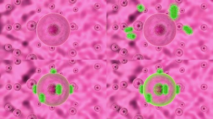 病原微生物感染细胞过程的3D动画。