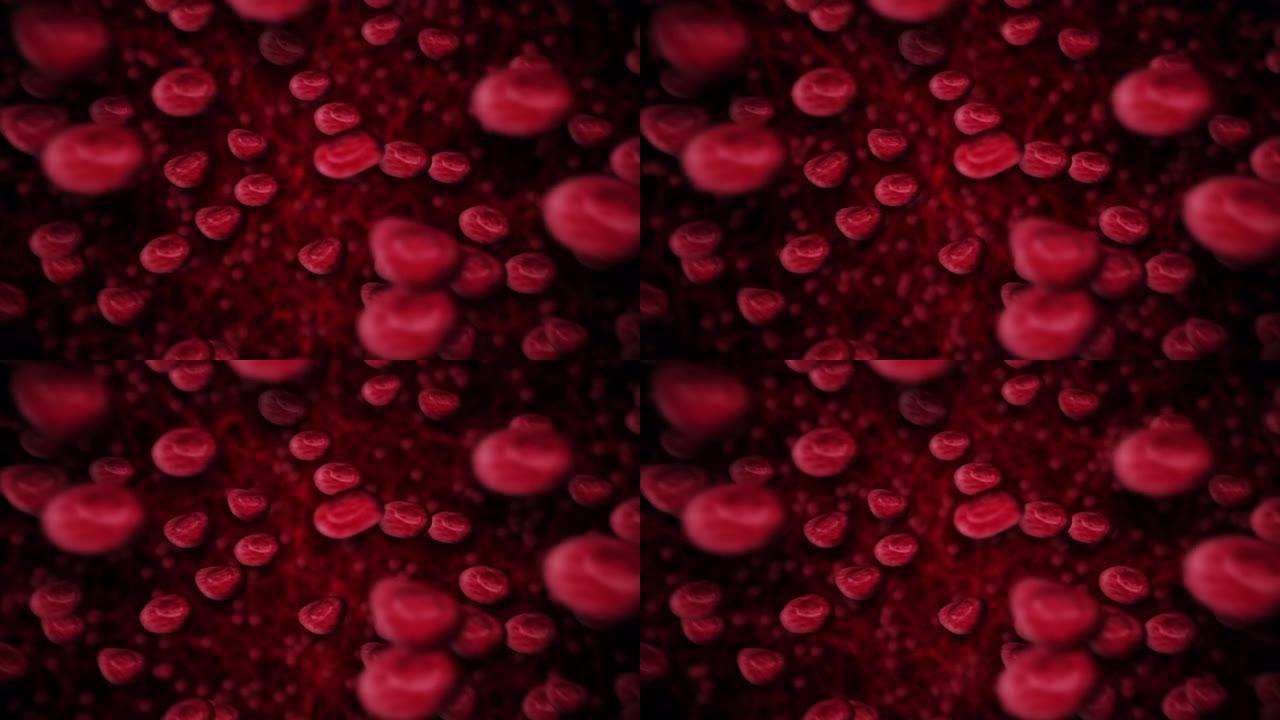 红细胞漂浮在血液中并在血管中循环。医学概念。3D渲染静脉和动脉。医疗保健。循环动画。