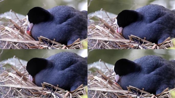 母鸡在巢水禽中喂养小鸡的视频片段