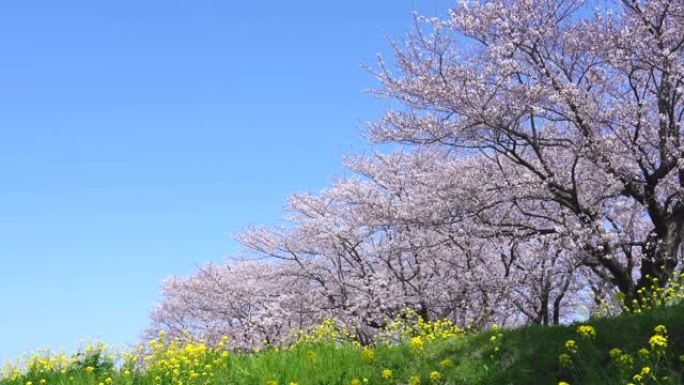 樱花景观花开春天花夏天