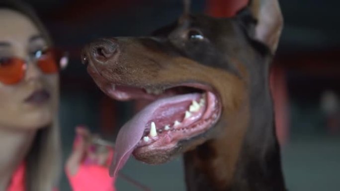 狗品种杜宾犬伸出舌头呼吸。狗在守护女孩