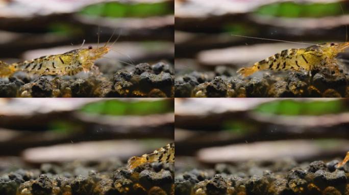 黄虎矮虾在水生土壤中寻找食物，并在淡水水族馆水箱中从左向右移动