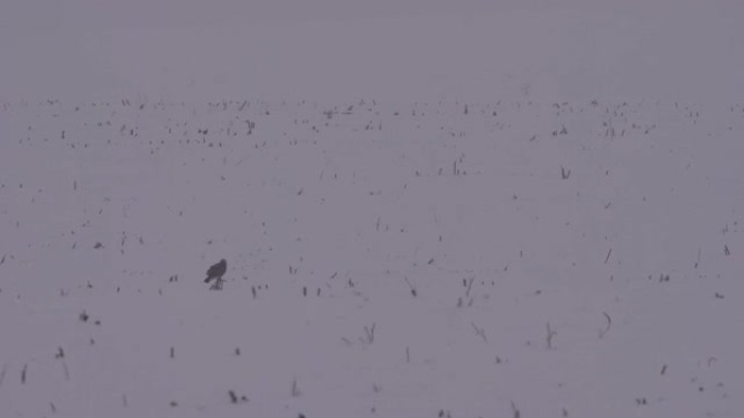 切尔诺贝利地区的粗腿秃鹰 (Buteo lagopus)