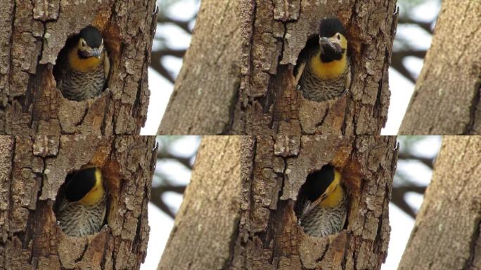 热带黄色小啄木鸟在树洞的巢中。campo闪烁 (Colaptes campestris) 啄木鸟。