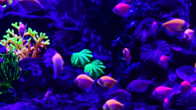 淡水水箱中的漂亮霓虹灯鱼自然水彩画水族馆