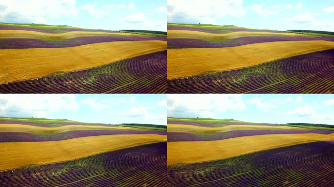 鸟瞰图-美丽的田野-薰衣草和小麦