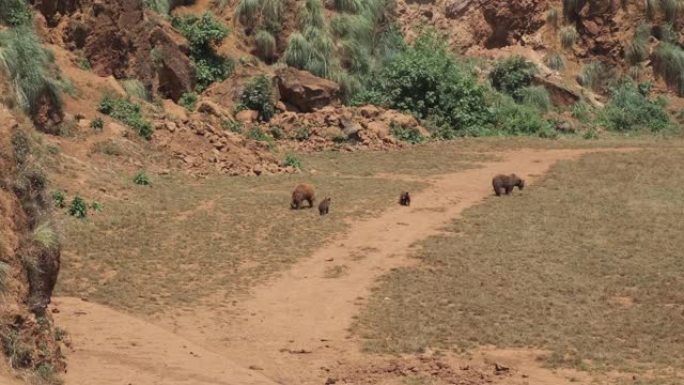 两只小棕熊在玩耍，两名成年人在西班牙坎塔布里亚的卡巴西诺自然公园散步。