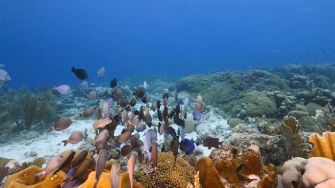 加勒比海珊瑚礁浅水中的海洋刺鱼，蓝塘，Doctorfish