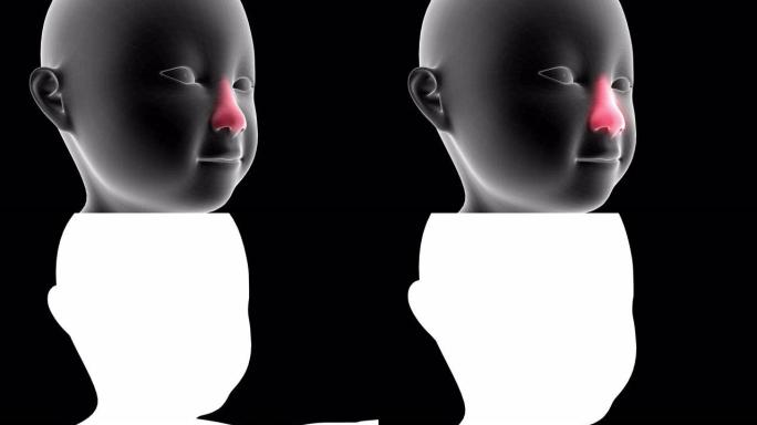 儿童x射线全息图的3d动画显示了带有alpha通道的鼻子上的疼痛区域