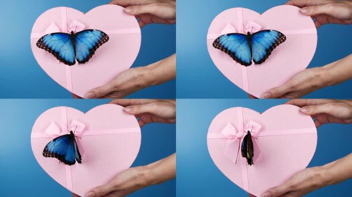 蓝色大闪蝶在礼物盒上