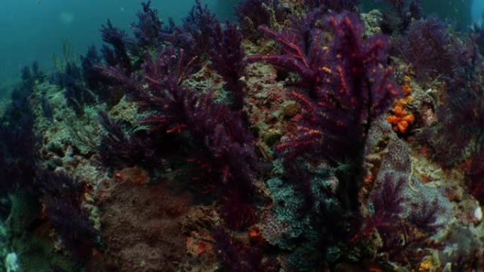 台湾深海珊瑚礁的红色软珊瑚群落