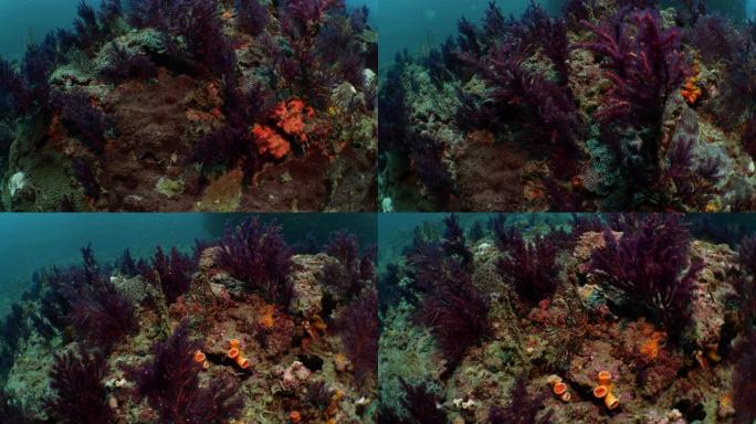 台湾深海珊瑚礁的红色软珊瑚群落