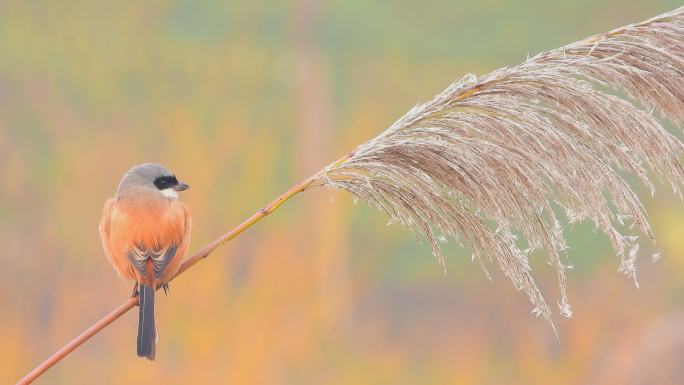 野外实拍芦苇花上的小鸟，棕背伯劳鸟