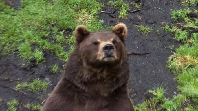 黑熊直视摄像机的镜头，摇了摇头。