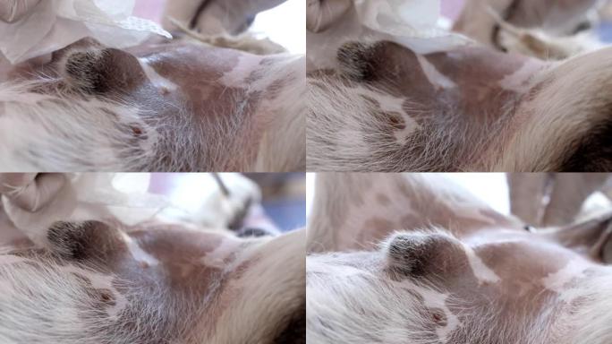 兽医在狗绝育过程前剃毛狗的毛发，动物生活方式的概念。