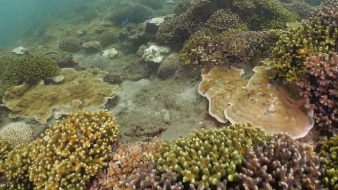 台湾澎湖群岛的彩色硬珊瑚礁