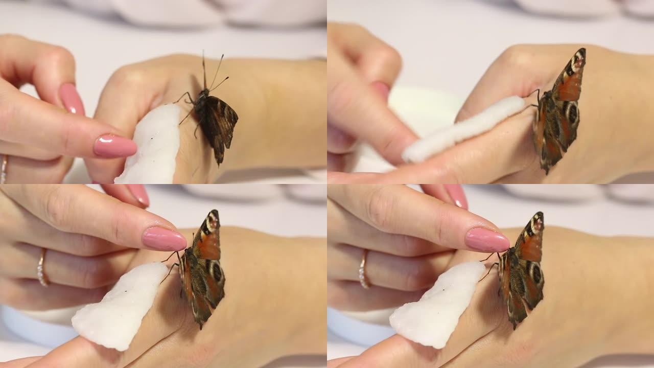 蝴蝶孔雀坐在女人的手上。她用手喂蝴蝶，用糖浆触摸手指。蝴蝶张开翅膀。