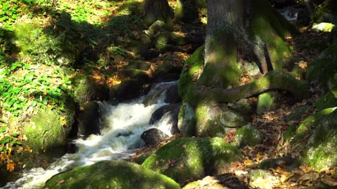 秋天的森林溪流小溪流水溪流河水