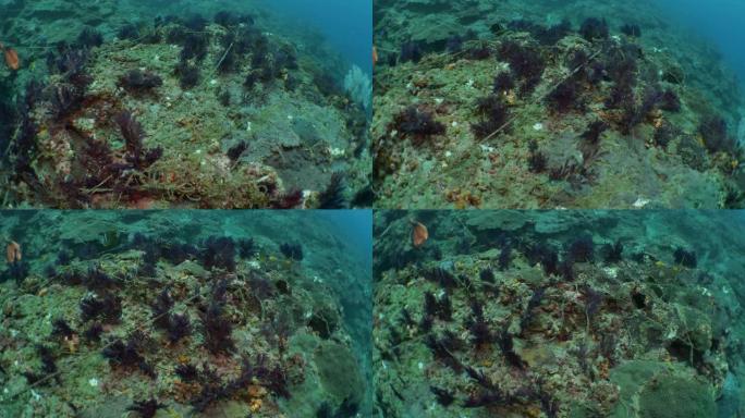 台湾海底珊瑚礁废弃、废弃幽灵钓线