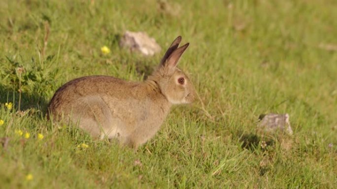 英国多塞特郡草地上的兔子