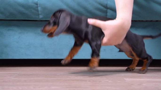 疲倦的主人将活跃的烦人的腊肠犬小狗从沙发上放在地板上，并用手推它，使它消失并且不会干扰他的休息