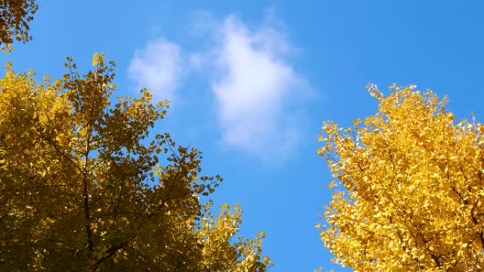 秋日银杏树的鲜黄色叶子，白云密布，蓝天背景，4k延时镜头。