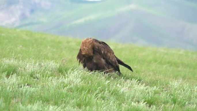 在绿色草地自然栖息地的一只自由的野生金雕鸟