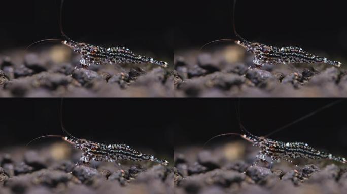 关闭白色兰花苏拉威西矮虾留在水生土壤上，展示其身体的美丽细节，然后去其他地区在淡水水族馆中寻找食物