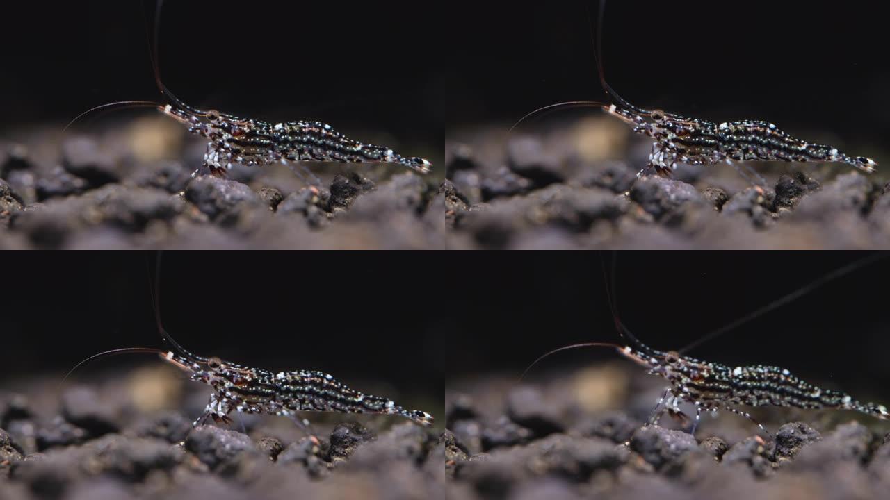 关闭白色兰花苏拉威西矮虾留在水生土壤上，展示其身体的美丽细节，然后去其他地区在淡水水族馆中寻找食物