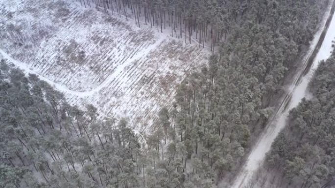 冬天下雪的时候，无人机在松木针叶林的森林砍伐区飞行