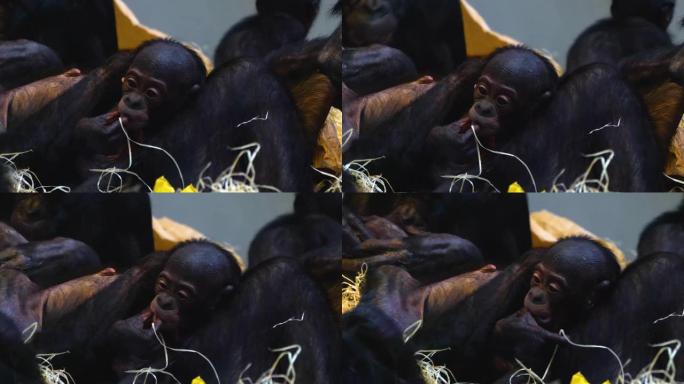 倭黑猩猩母亲和婴儿的特写
