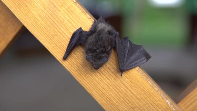蝙蝠日坐在避暑别墅上