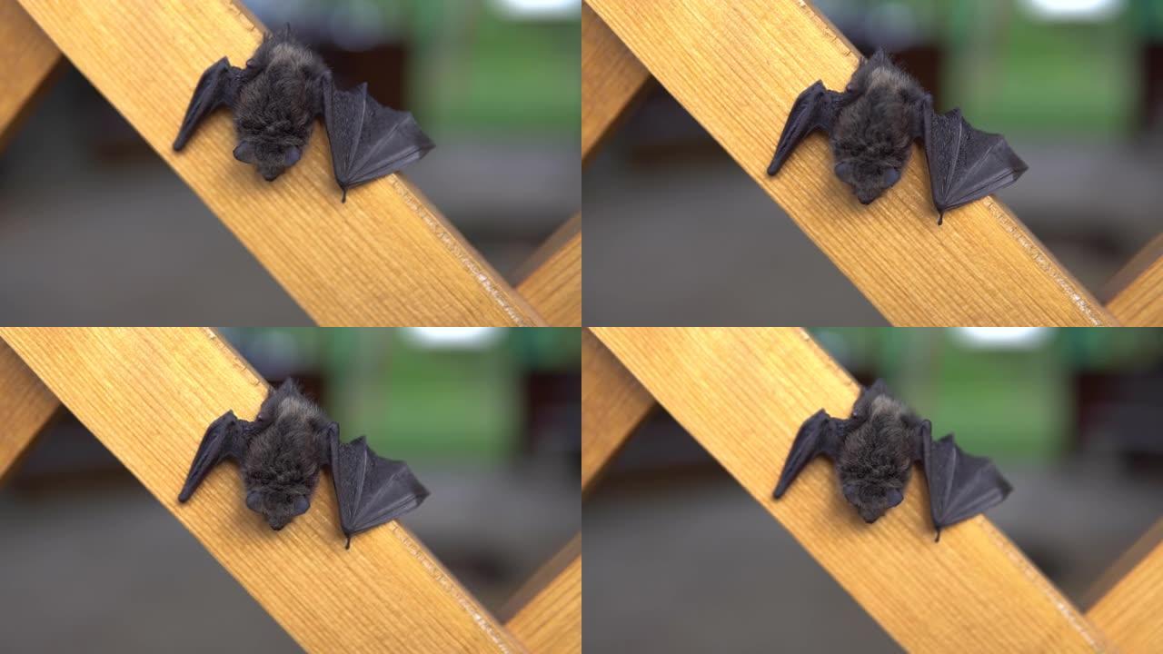 蝙蝠日坐在避暑别墅上