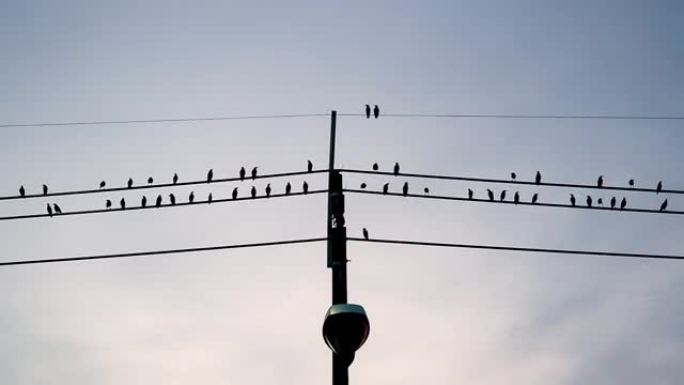 乡村十字路口电线上的鸟群。鸟儿在日落时回家。