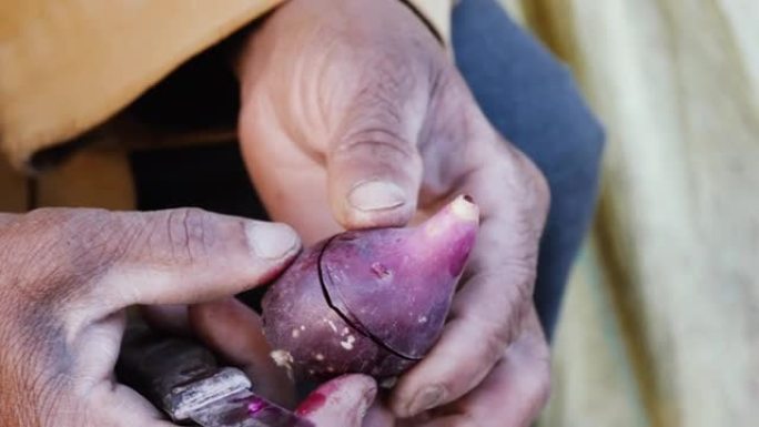 一位老人在摩洛哥索维拉的农贸市场上剥了一个紫色的刺梨 (仙人掌水果)。