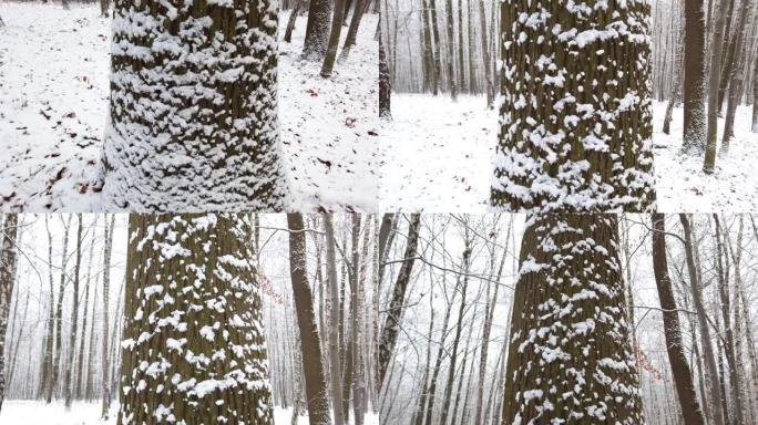 冬天森林里的雪树。