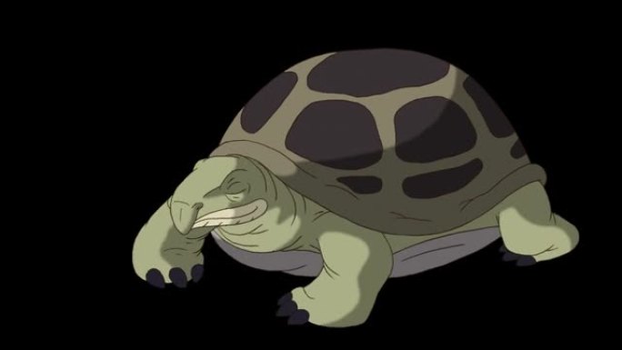 绿海龟从壳中窥视并隐藏在alpha mate后面