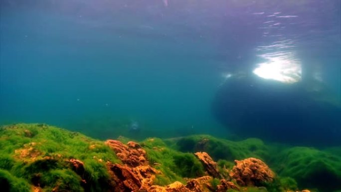 贝加尔湖的水下海藻。